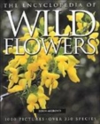 Image for The encyclopedia of wild flowers