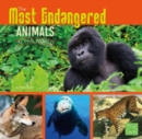 Image for The Most Endangered Animals in the World