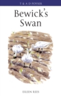 Image for Bewick&#39;s swan