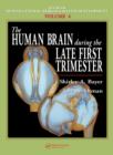 Image for The Human Brain During the Late First Trimester
