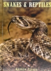 Image for Snakes &amp; Reptiles
