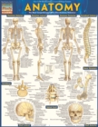 Image for Anatomy - Reference Guide (8.5 x 11) : a QuickStudy reference tool