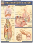 Image for Respiratory System