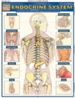 Image for Endocrine System : QuickStudy Laminated Anatomy Reference Guide
