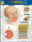 Image for Anatomy of the Senses : QuickStudy Laminated Reference Guide