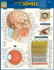 Image for Anatomy of the Senses : QuickStudy Reference Guide