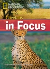 Image for Cheetahs in Focus : Footprint Reading Library 2200
