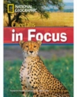 Image for Cheetahs in Focus (Book with Multi-ROM)