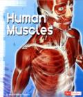 Image for Human Muscles