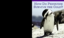 Image for How Do Penguins Survive the Cold?