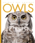 Image for Animals Are Amazing: Owls