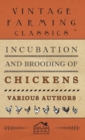 Image for Incubation And Brooding Of Chickens