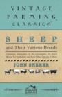 Image for Sheep and Their Various Breeds - Containing Information on the Lincolnshire, the Saxon Merino, the Southdown and Many Other Varieties of Sheep
