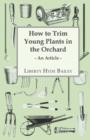 Image for How to Trim Young Plants in the Orchard - An Article