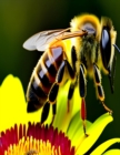 Image for Beekeepers guide The loyal world of bees