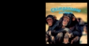 Image for Chimpanzees Are Smart!