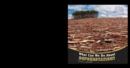 Image for What Can We Do About Deforestation?