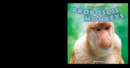 Image for Proboscis Monkeys