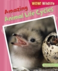 Image for Amazing Animal Life Cycles