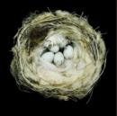 Image for Nests: fifty nests and the birds that built them