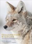 Image for Yellowstone wildlife: ecology and natural history of the greater Yellowstone ecosystem