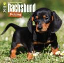 Image for Dachshund Puppies 2015 Mini