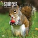Image for Squirrels 2015 Wall
