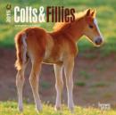 Image for Colts &amp; Fillies 2015 Mini