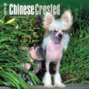 Image for Chinese Crested 2015 Wall