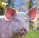 Image for Pigs 2019 Square Wall Calendar