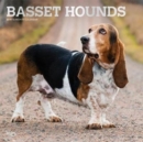 Image for Basset Hounds 2019 Square Wall Calendars