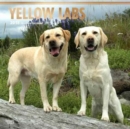 Image for Labrador Retrievers, Yellow 2018 Wall Calendar