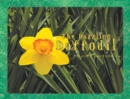 Image for Dazzling Daffodil