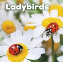 Image for Ladybirds