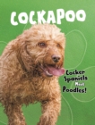 Image for Cockapoo  : cocker spaniels meet poodles!