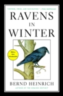 Image for Ravens in Winter