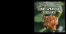 Image for Orb-Weaver Spiders