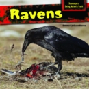 Image for Ravens