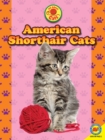 Image for American shorthair cats