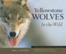 Image for Yellowstone Wolves in the Wild