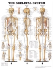 Image for Skeletal System - Large Decal Chart