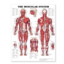 Image for Muscular System - Large Decal Chart