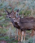 Image for Adult Mule Deer Leftie Journal