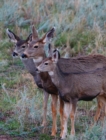 Image for Adult Mule Deer Leftie Journal : Narrow Ruled Journal or Notebook