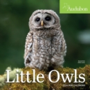 Image for Audubon Little Owls Mini Wall Calendar 2024