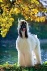 Image for Afghan Hound April Notebook Afghan Hound Record, Log, Diary, Special Memories, To Do List, Academic Notepad, Scrapbook &amp; More
