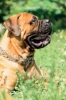 Image for Bullmastiff February Notebook Bullmastiff Record, Log, Diary, Special Memories, To Do List, Academic Notepad, Scrapbook &amp; More