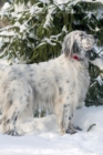 Image for English Setter March Notebook English Setter Record, Log, Diary, Special Memories, To Do List, Academic Notepad, Scrapbook &amp; More