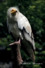 Image for Egyptian Vulture Workbook of Affirmations Egyptian Vulture Workbook of Affirmations