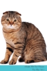 Image for Scottish Fold Cat Presents